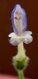  Flower (Posterior View)